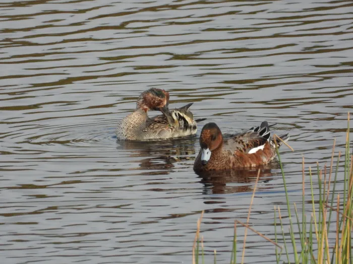 Gespotte Wintertaling
