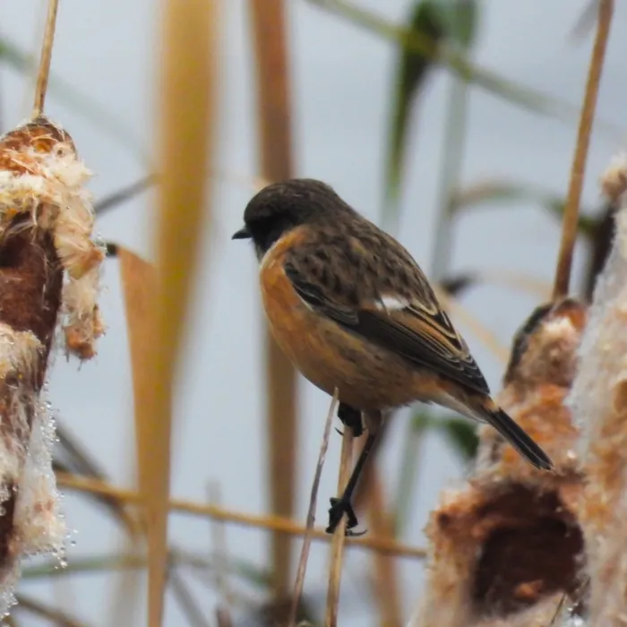 Gespotte Roodborsttapuit