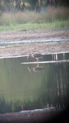 Gespotte Zwarte ooievaar