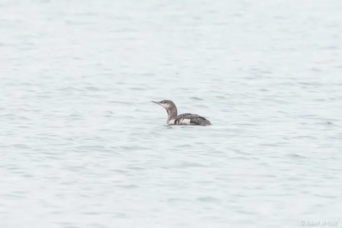 Gespotte Roodkeelduiker