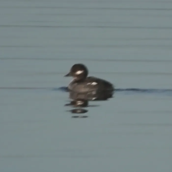 Gespotte Buffelkopeend