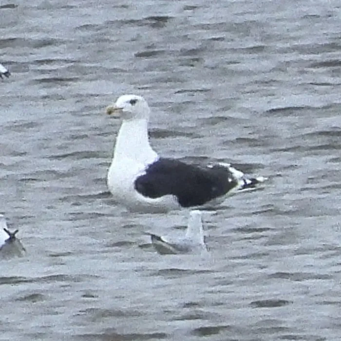 Gespotte Grote mantelmeeuw