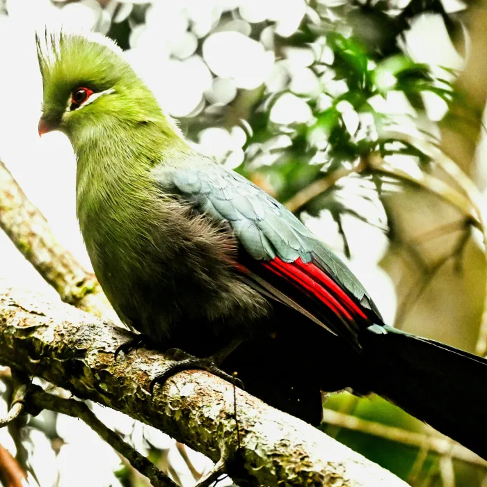 Gespotte Knysnatoerako