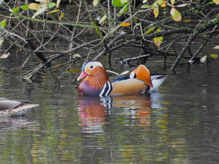 Gespotte Mandarijneend
