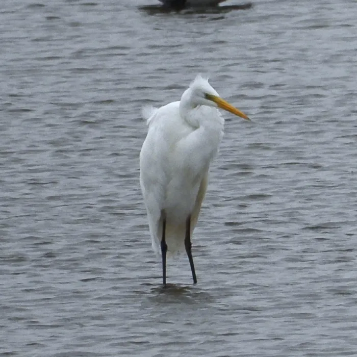 Gespotte Grote zilverreiger