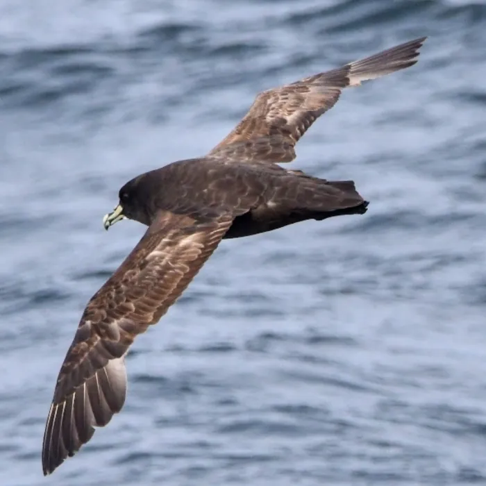 Gespotte Witkinstormvogel