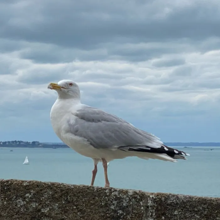 Gespotte Zilvermeeuw