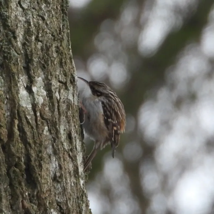 Gespotte Boomkruiper