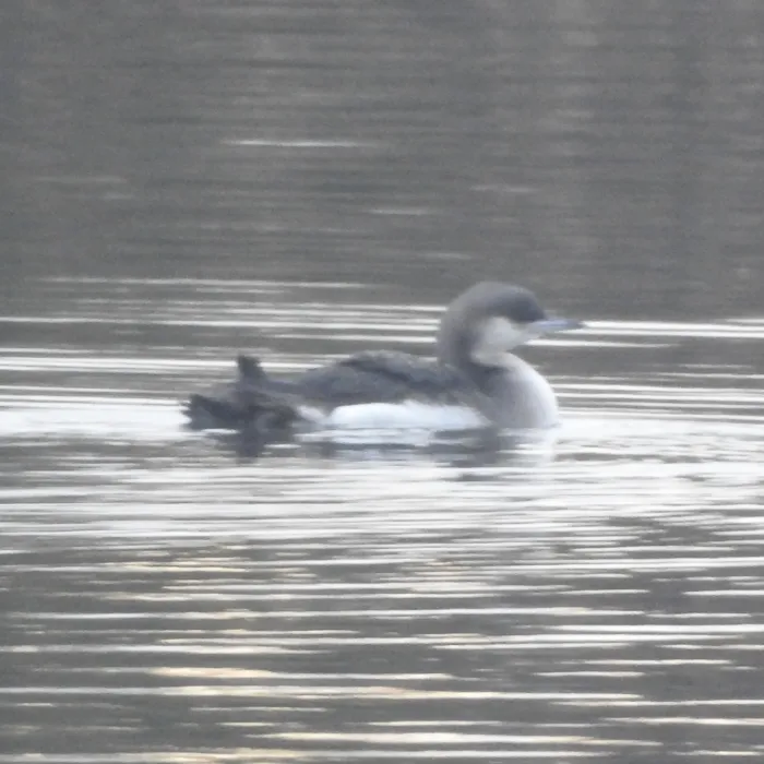 Gespotte Parelduiker