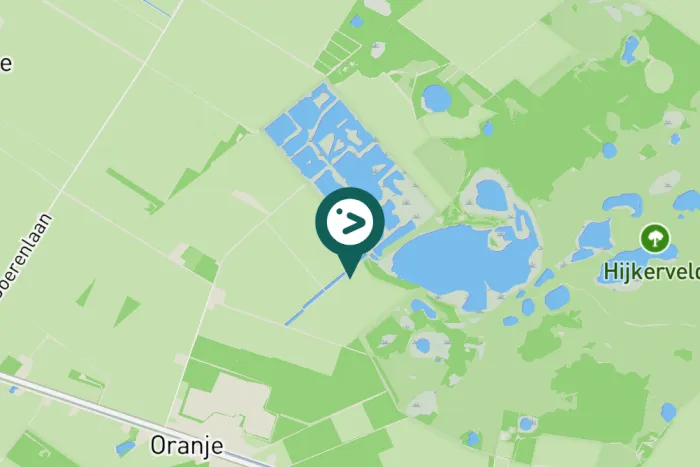 Gespotte Kraanvogel