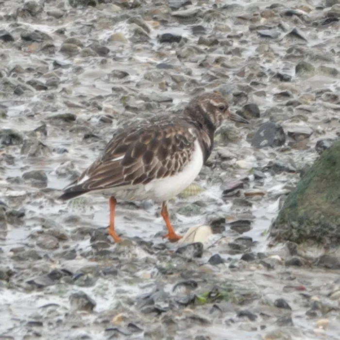 Spotted Ruddy Turnstone