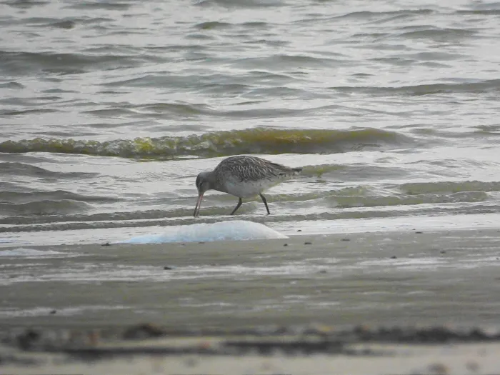 Gespotte Rosse grutto