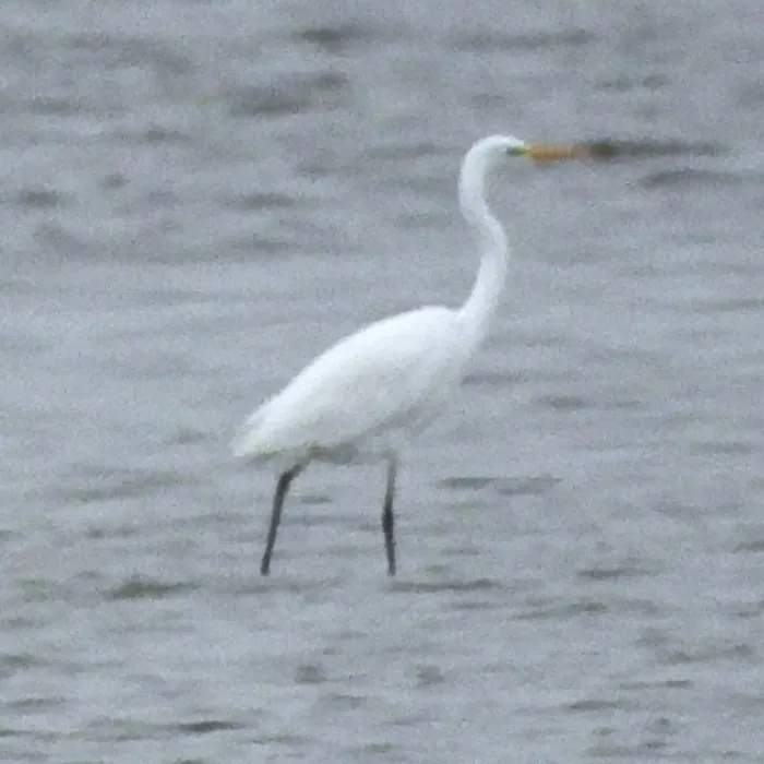 Gespotte Grote zilverreiger