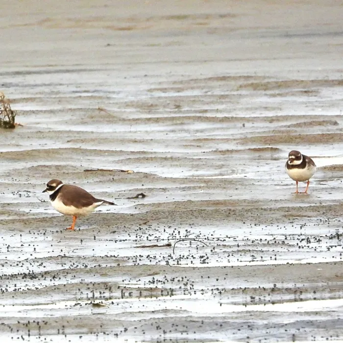 Gespotte Bontbekplevier