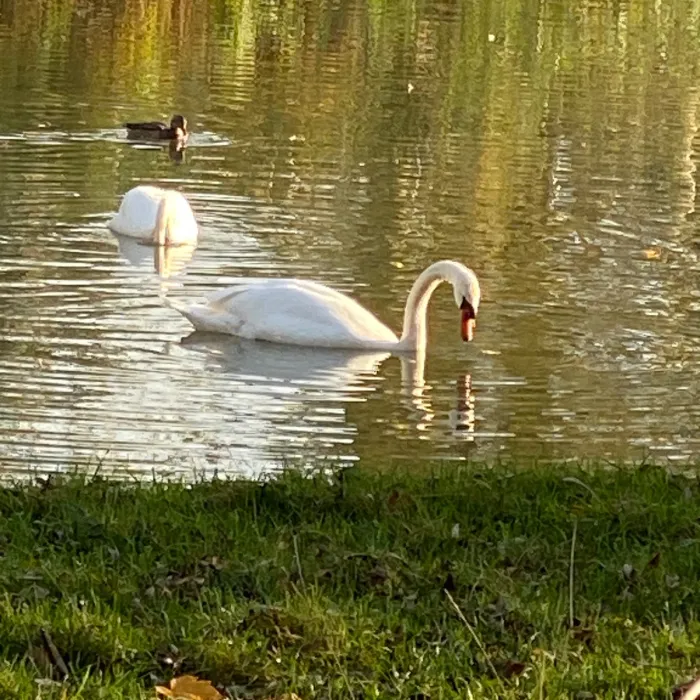 Gespotte Knobbelzwaan