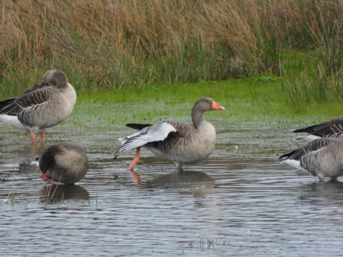 Gespotte Grauwe gans