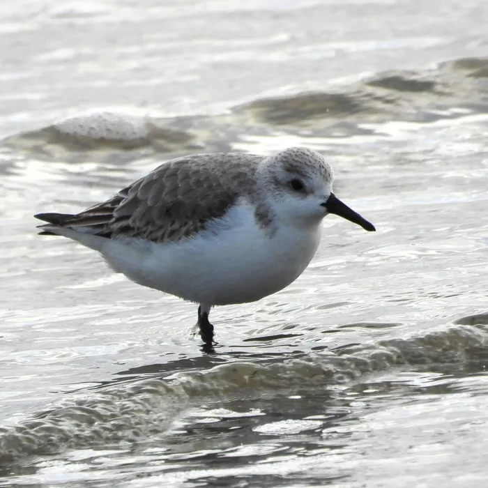 Gespotte Drieteenstrandloper
