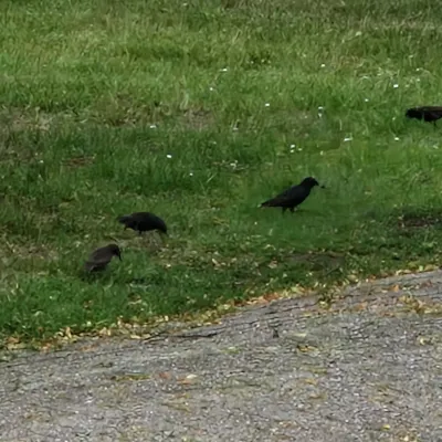 Spotted European Starling