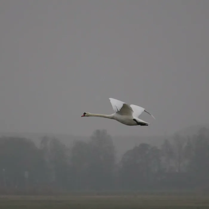 Gespotte Knobbelzwaan