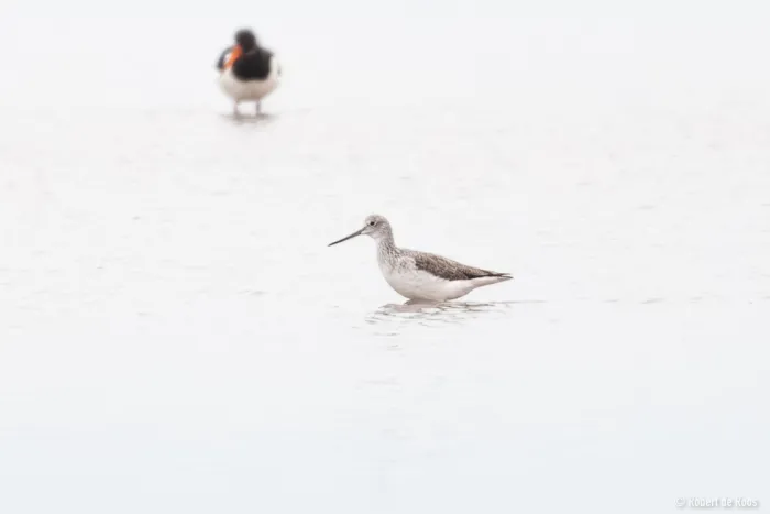 Gespotte Groenpootruiter