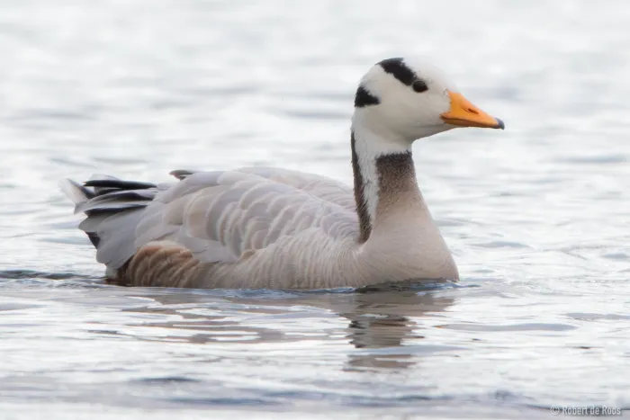 Gespotte Indische gans