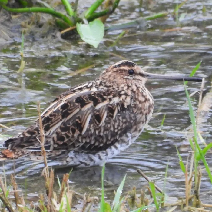 Spotted Common Snipe
