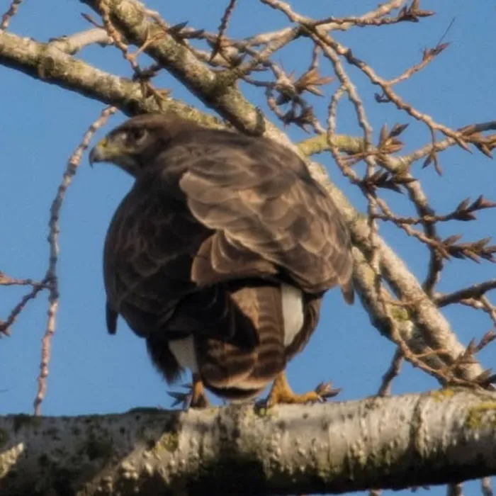 Gespotte Buizerd