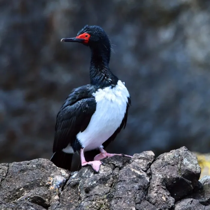 Gespotte Magelhaenaalscholver