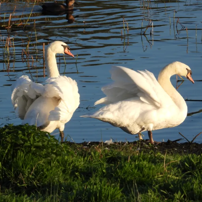 Gespotte Knobbelzwaan