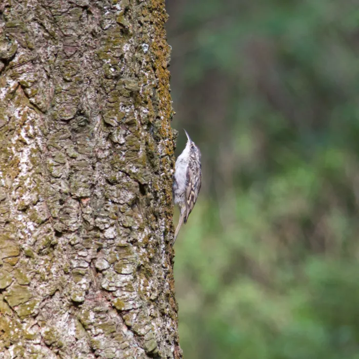 Spotted Short-toed Treecreeper