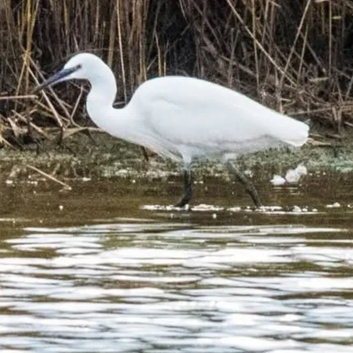 Spotted Little Egret