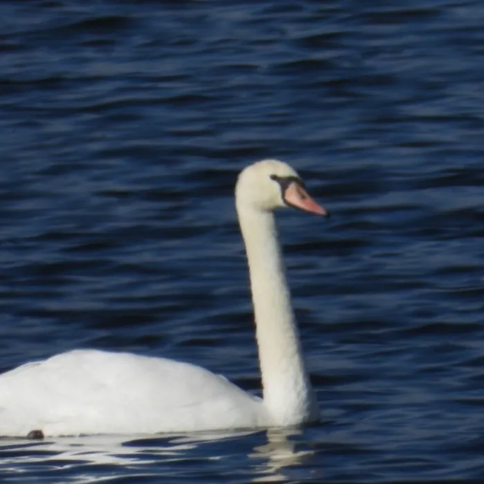 Gespotte Knobbelzwaan