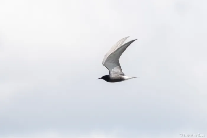 Gespotte Zwarte stern