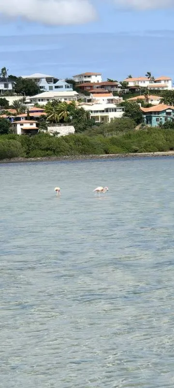 Gespotte Chileense flamingo