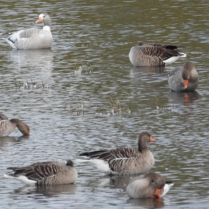 Gespotte Grauwe gans