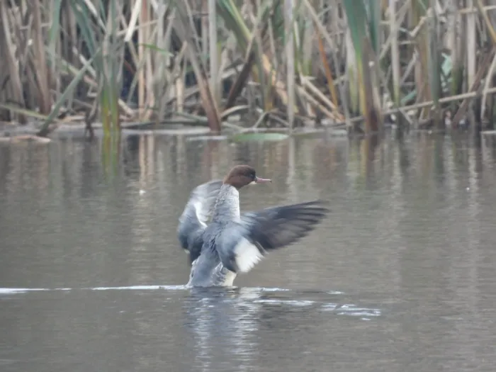 Gespotte Grote zaagbek