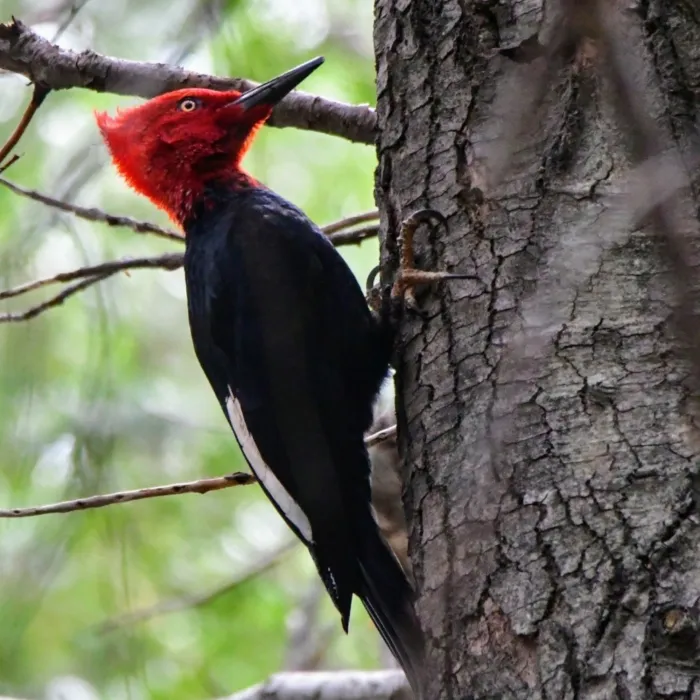 Gespotte Magelhaenspecht