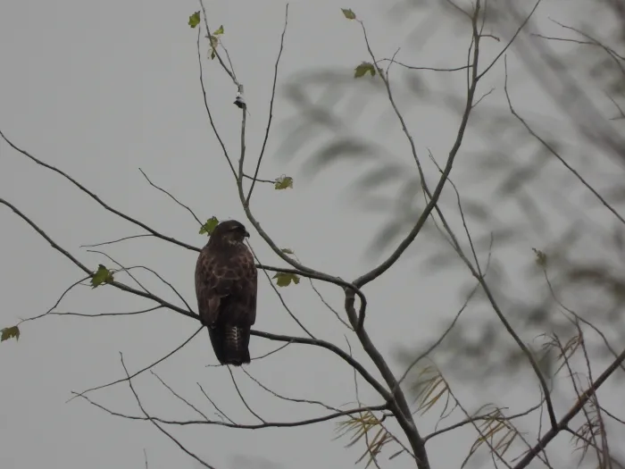 Gespotte Buizerd