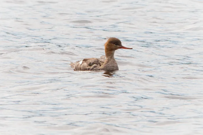 Gespotte Middelste zaagbek