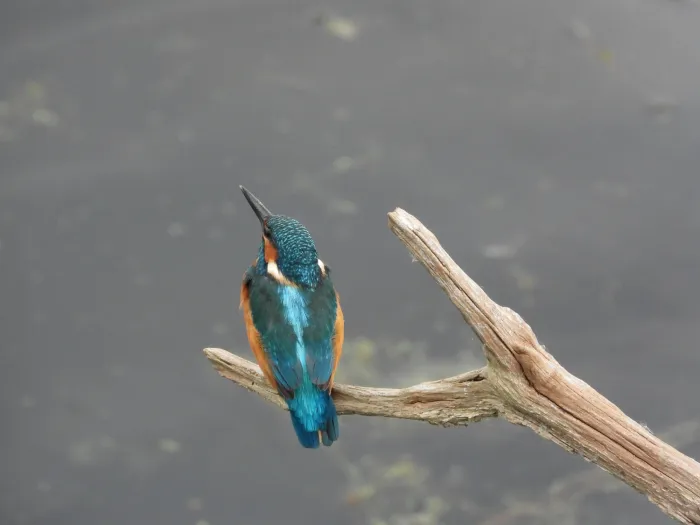 Spotted Common Kingfisher