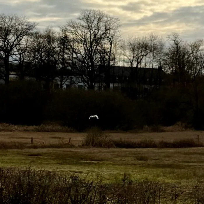 Gespotte Grote zilverreiger