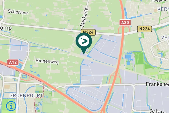 Gespotte Knobbelzwaan