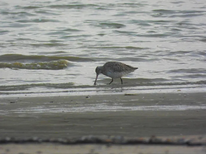 Gespotte Rosse grutto