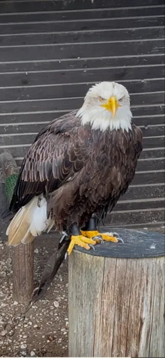 Gespotte Amerikaanse zeearend