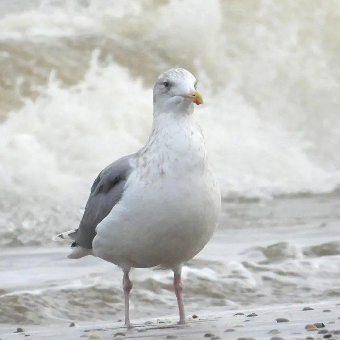 Gespotte Zilvermeeuw