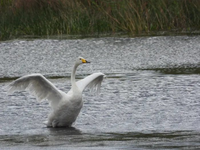 Gespotte Wilde zwaan