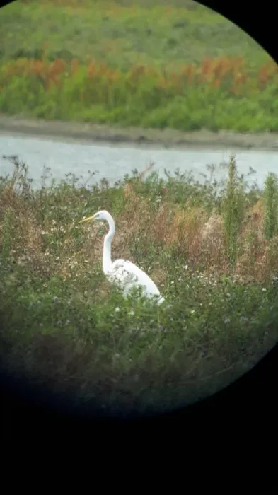Gespotte Grote zilverreiger