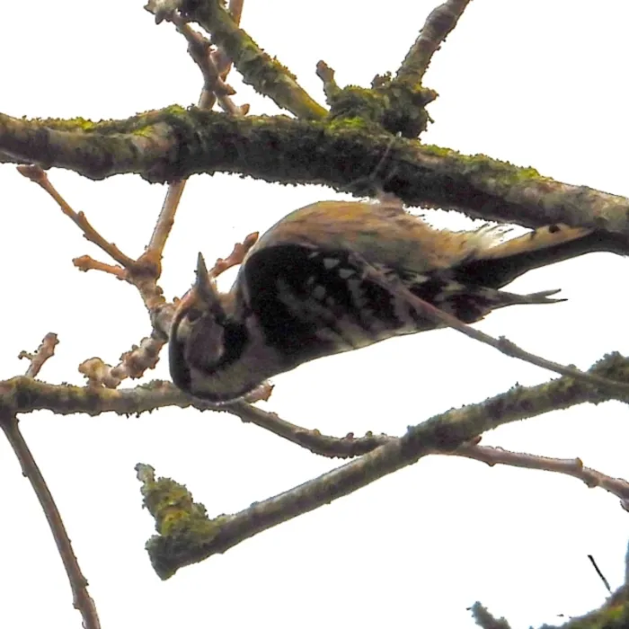 Gespotte Kleine bonte specht