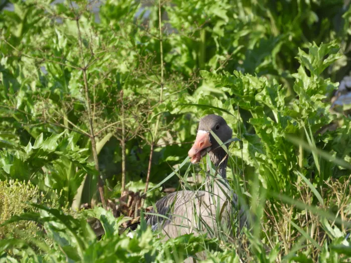 Gespotte Grauwe gans