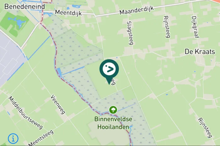 Gespotte Zilvermeeuw